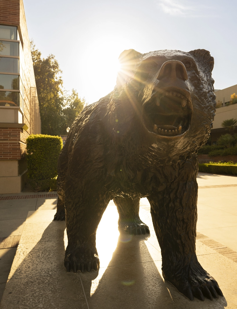 Bruin Bear sunburst